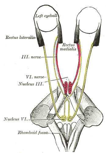 Mode of innervation of the recti medialis and lateralis1